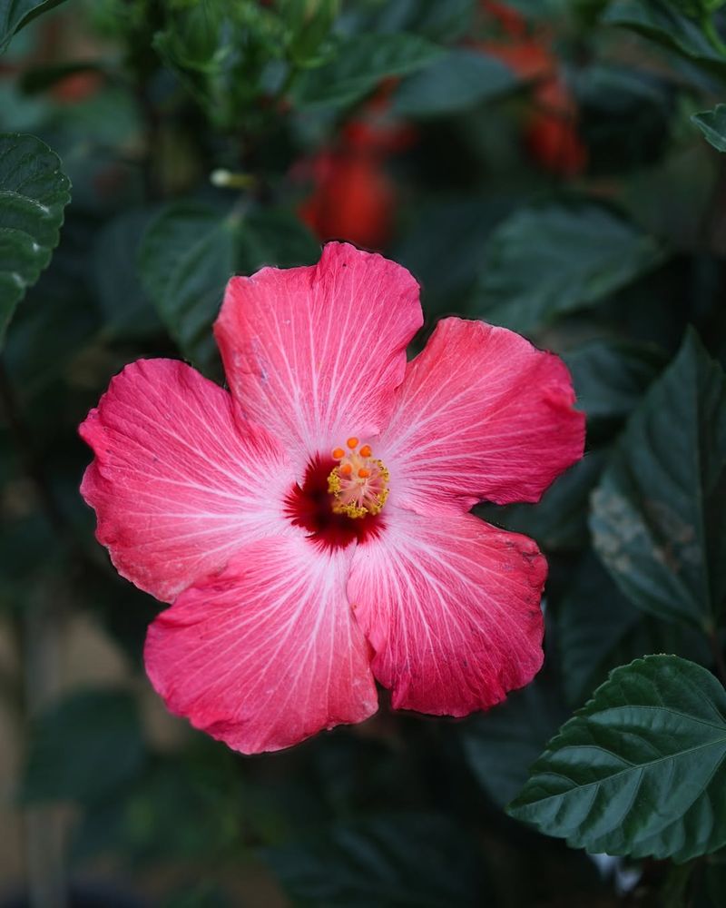 Hibiscus