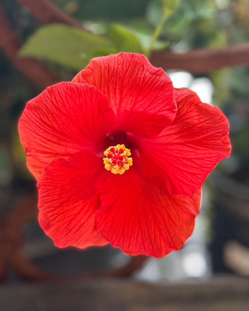 Hibiscus