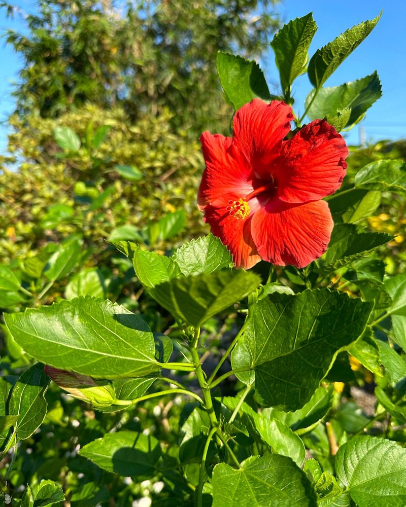 Hibiscus