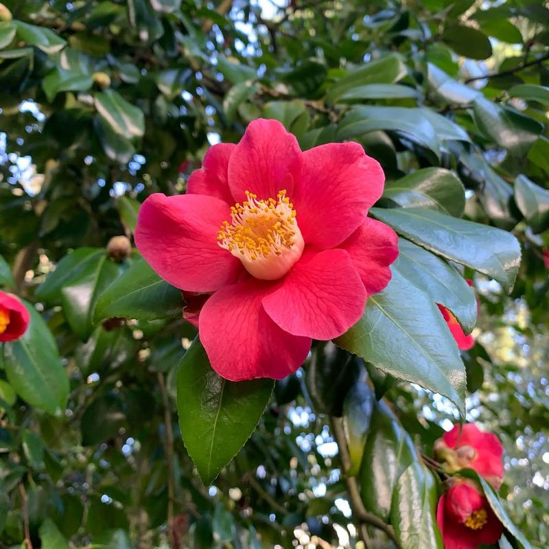 Japanese Camellia