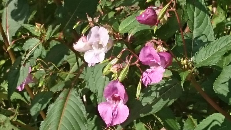 Himalayan Balsam