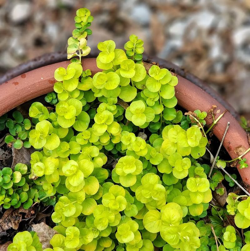 Creeping Jenny