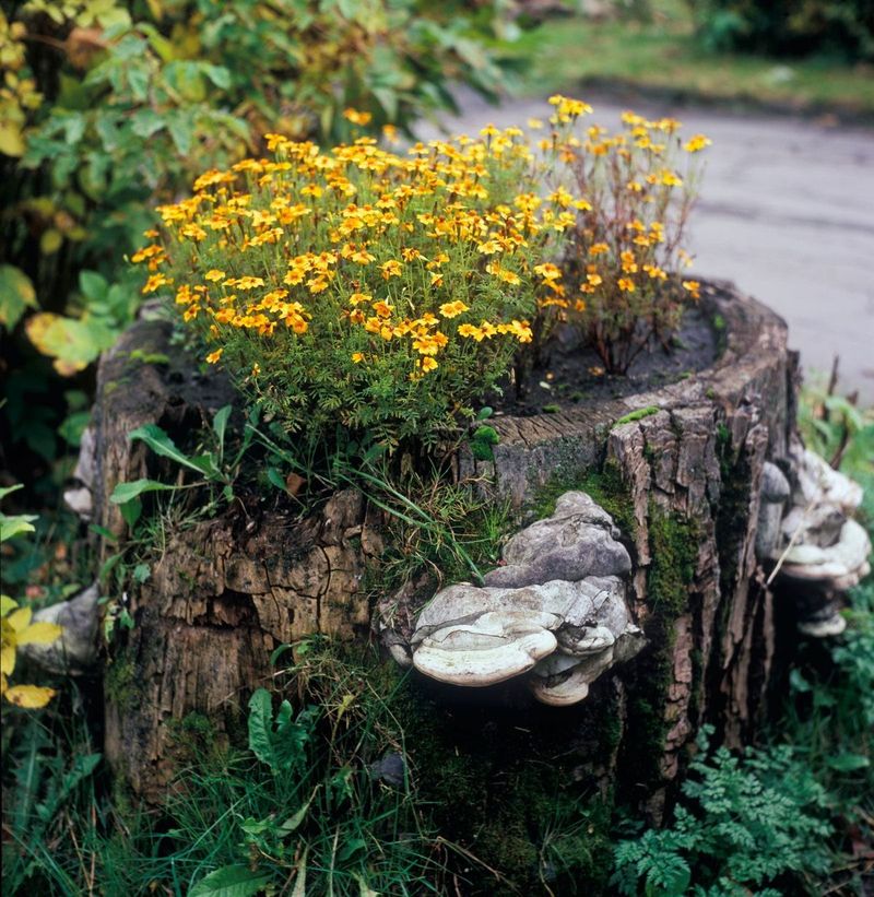 Hollow Log Planters