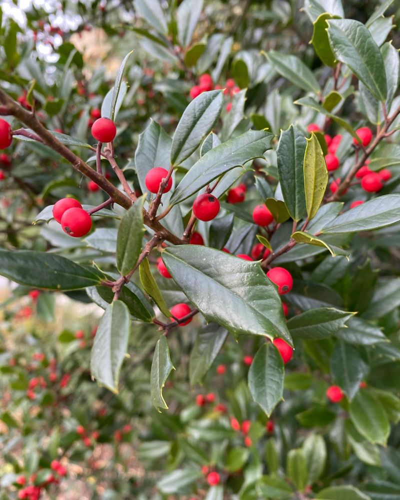 Holly Bush