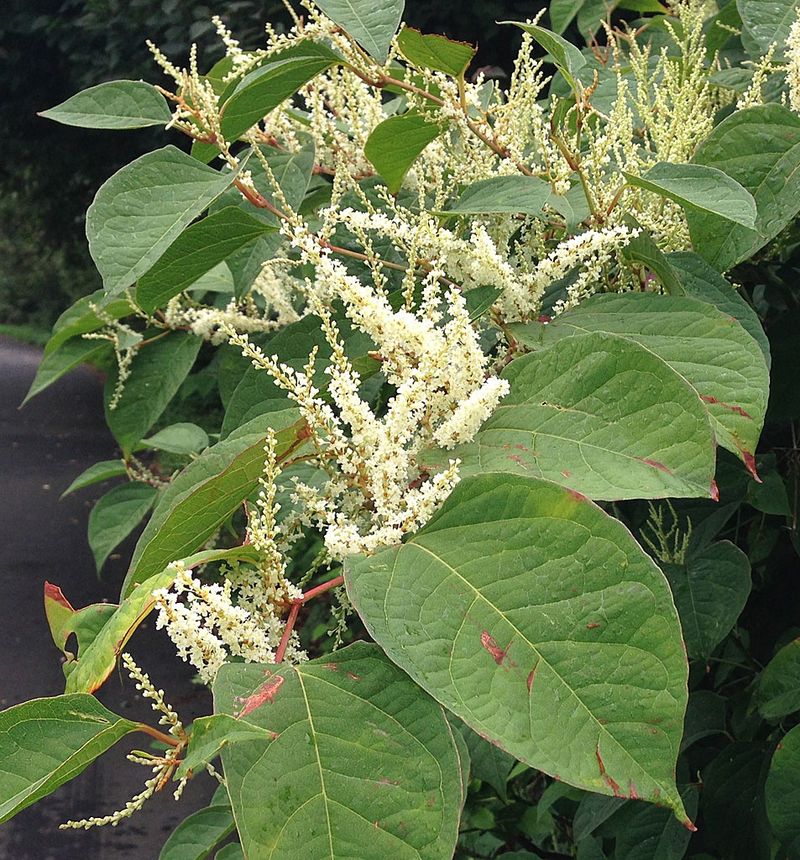 Japanese Knotweed (Fallopia japonica)