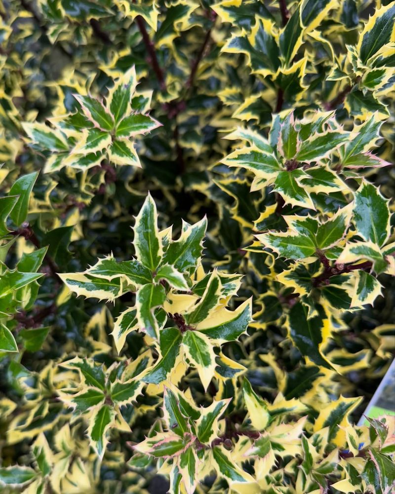 Holly (Ilex aquifolium)