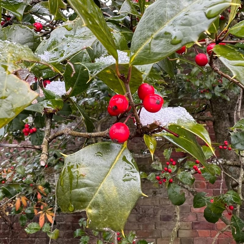 Holly Tree