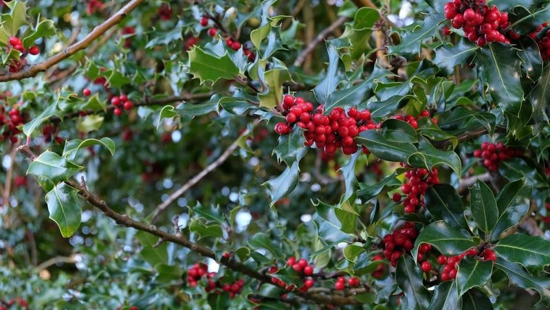 Holly Trees