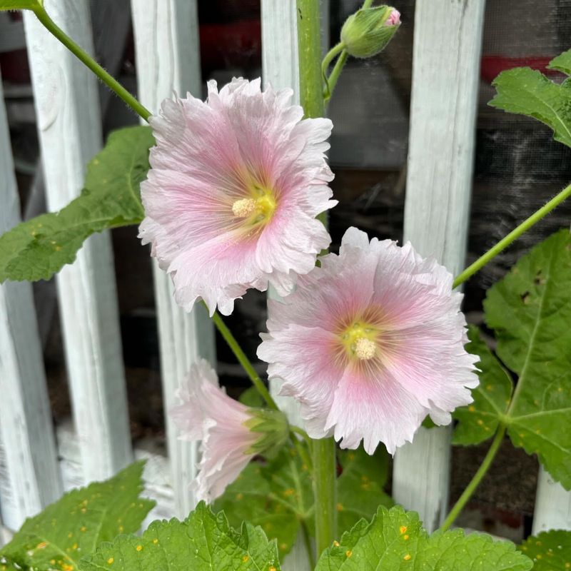 Hollyhock