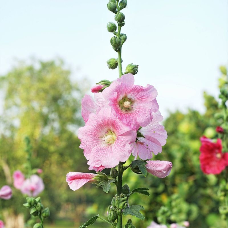 Hollyhock