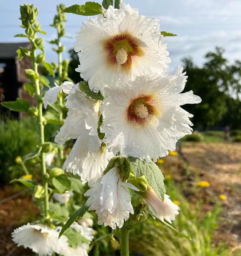 Hollyhock