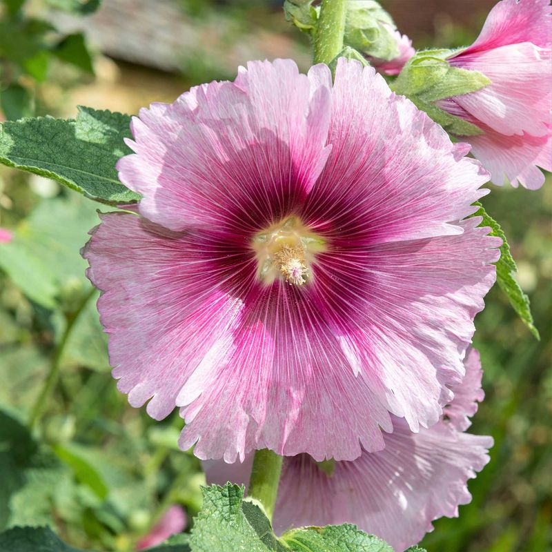 Hollyhock