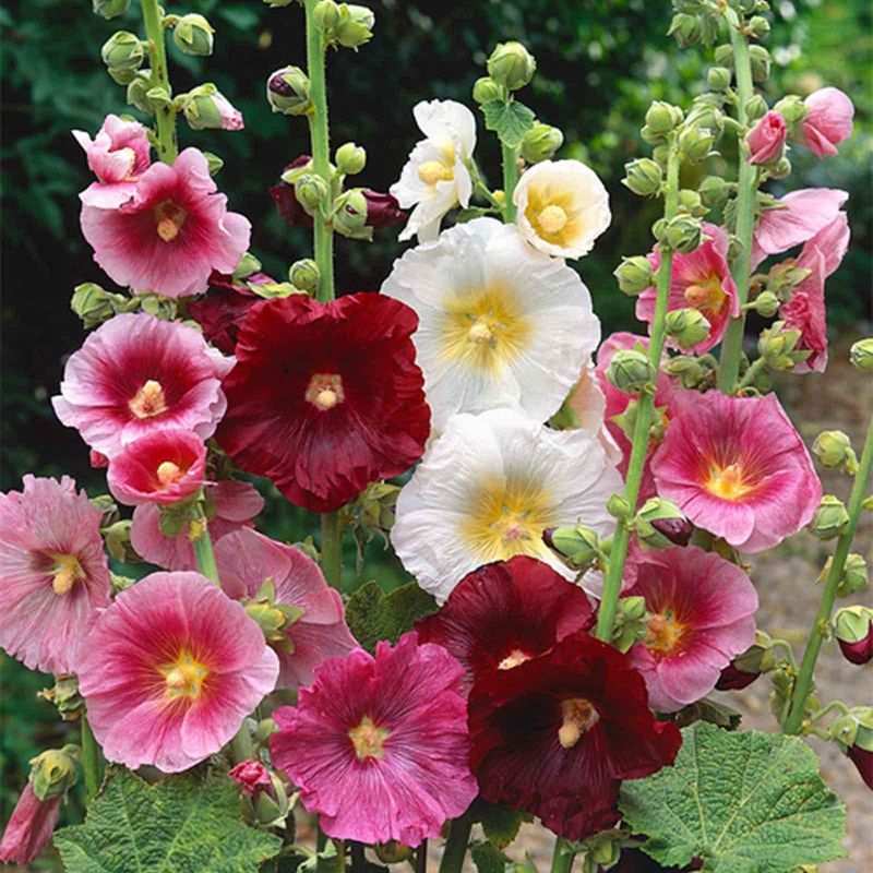 Hollyhocks