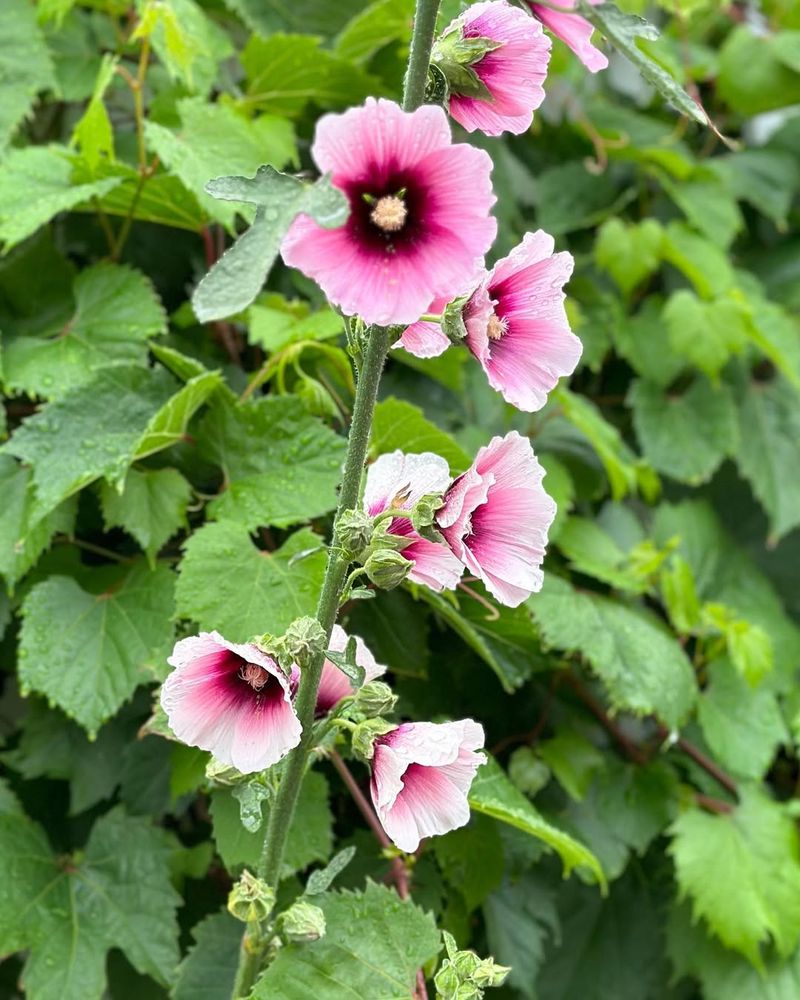 Hollyhocks