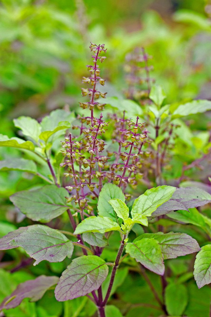 Holy Basil (Tulsi)