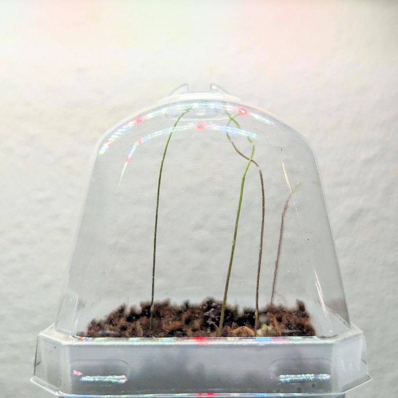 Homemade Humidity Domes