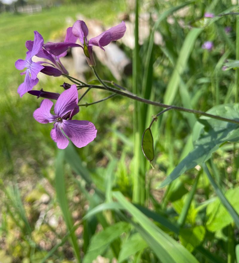 Honesty (Lunaria)