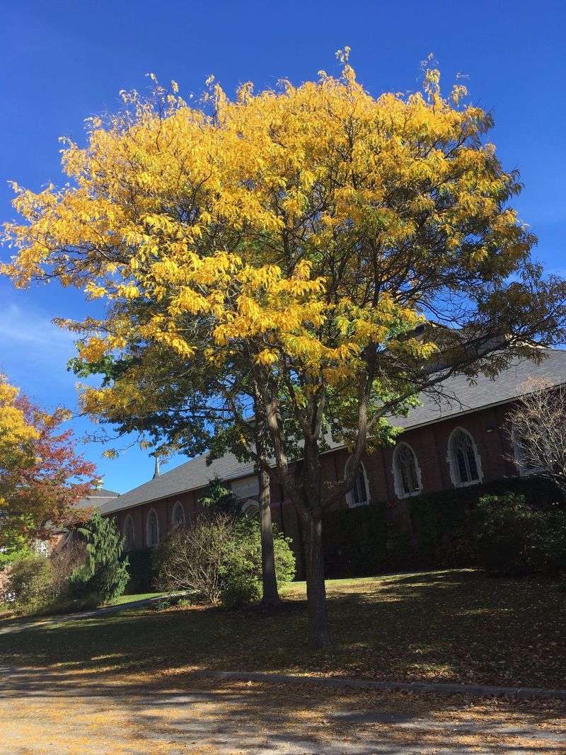 Honey Locust