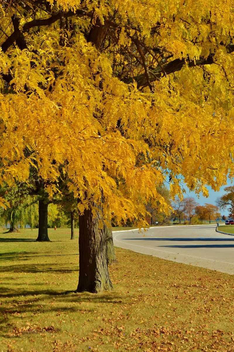 Honey Locust