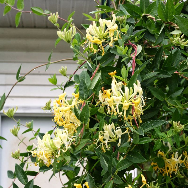 Honeysuckle