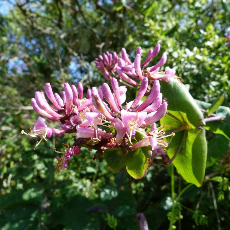 Honeysuckle