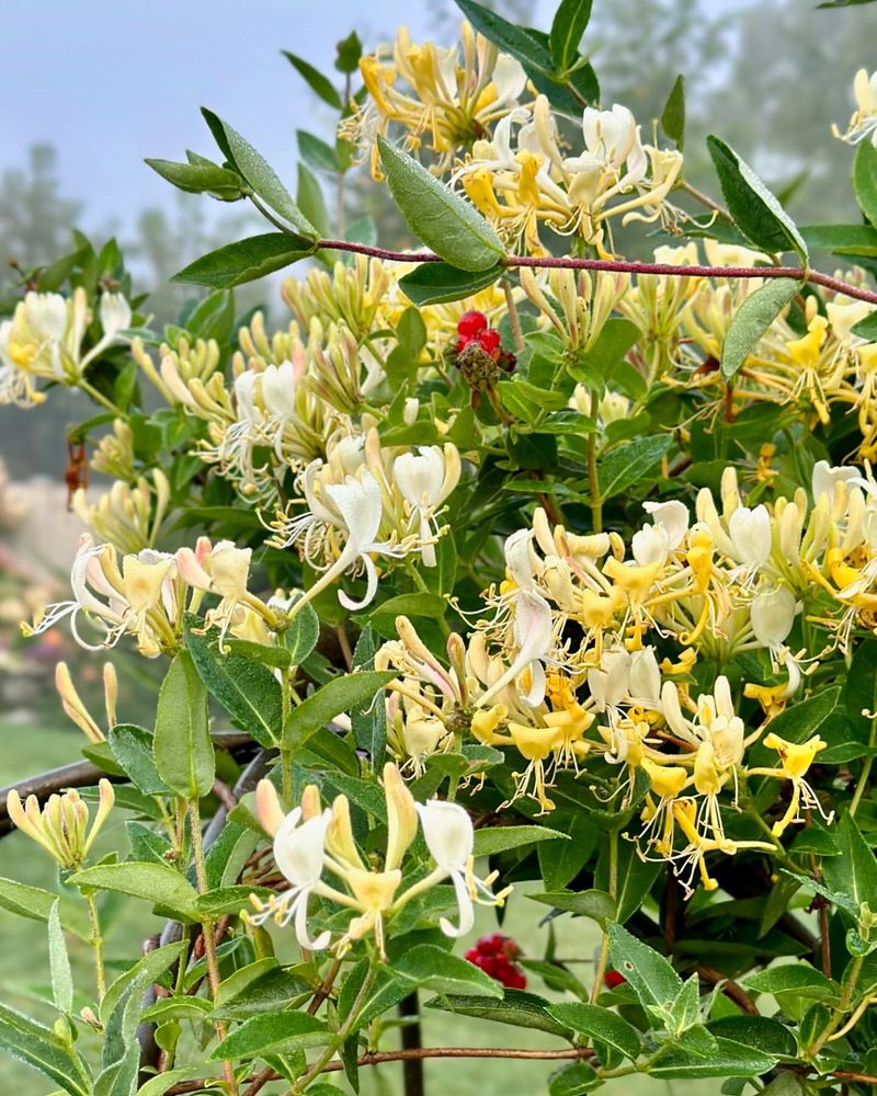 Honeysuckle