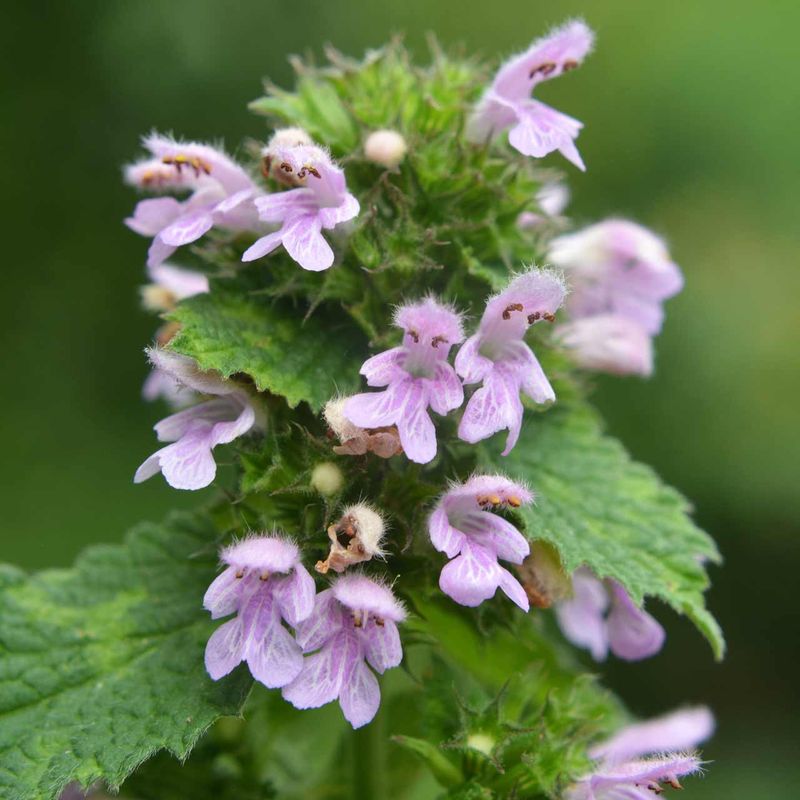 Horehound