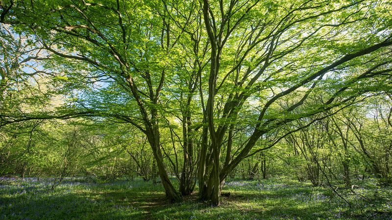 Hornbeam Tree