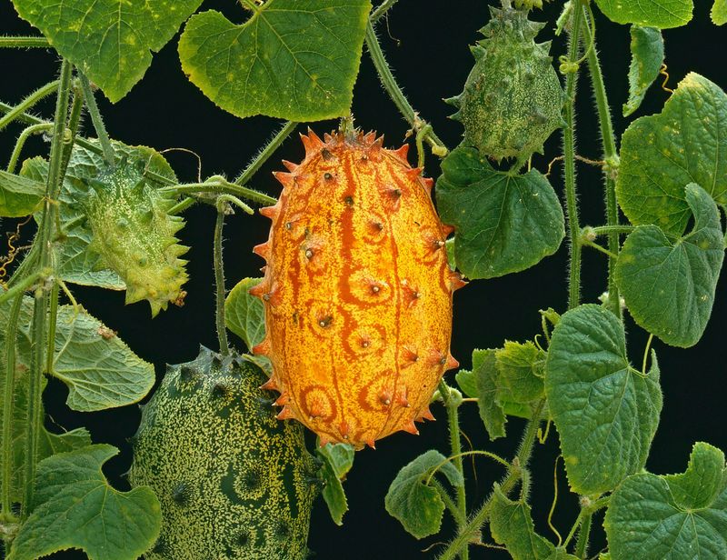 Horned Melon