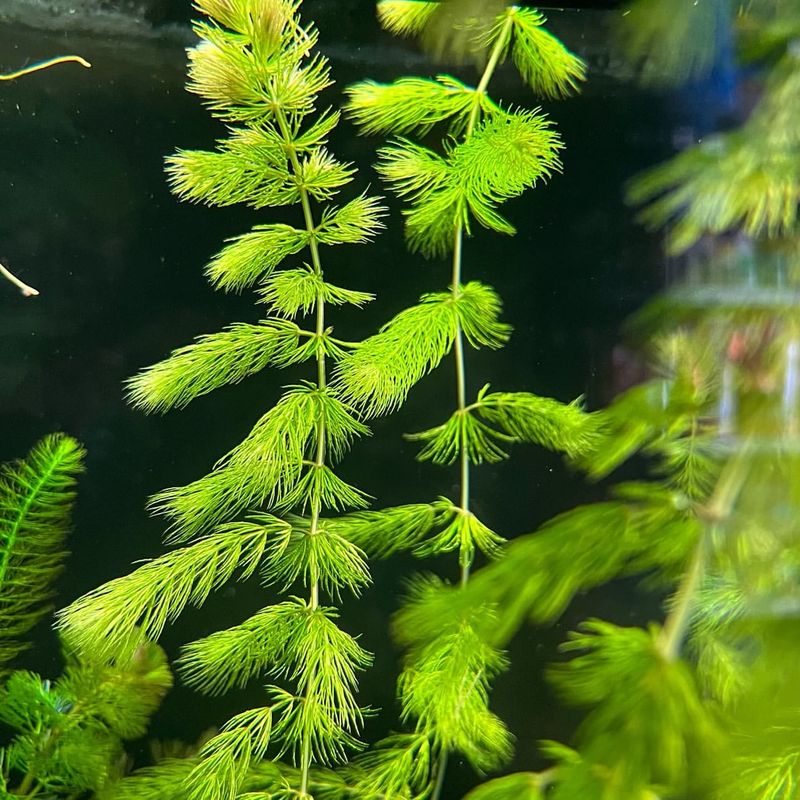 Hornwort