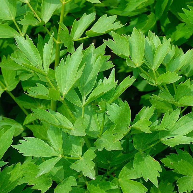 Lovage