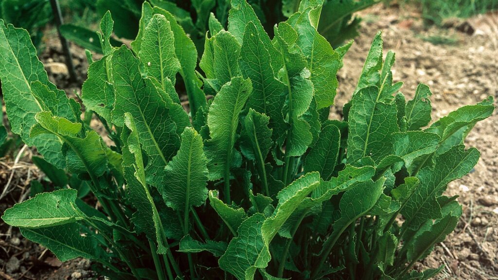 leaves of horseradish 
