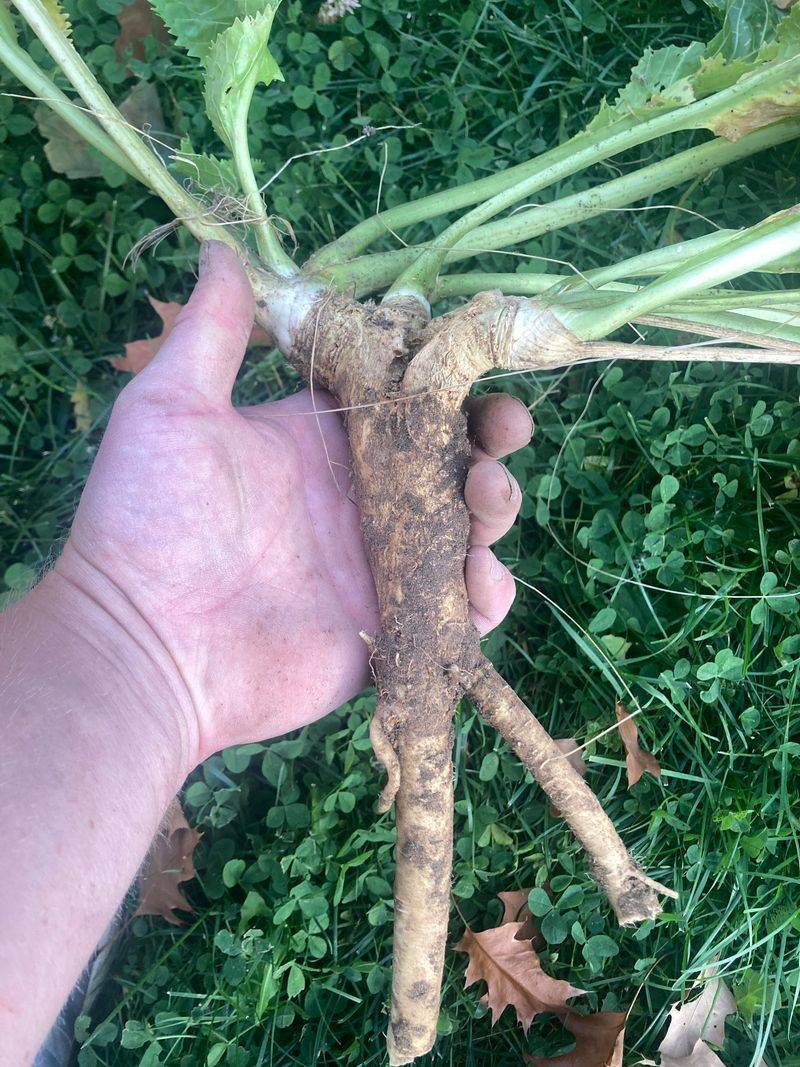 Horseradish