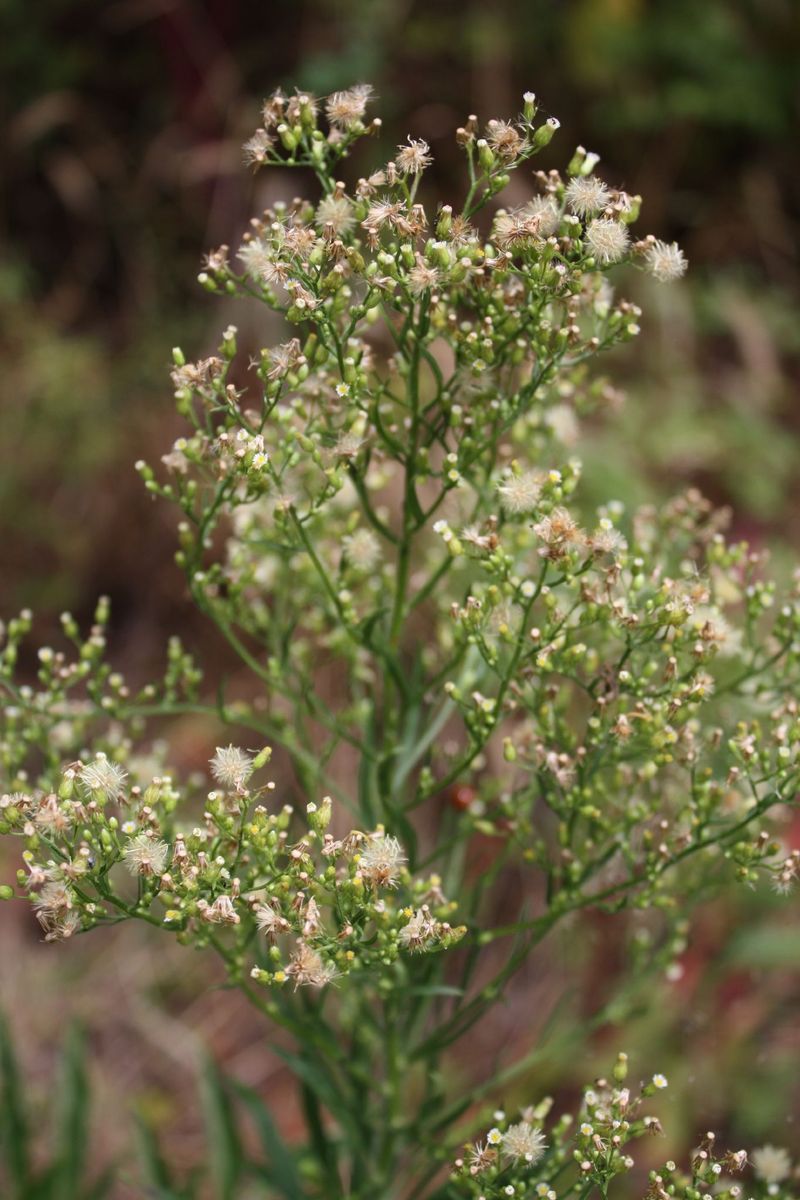 Horseweed