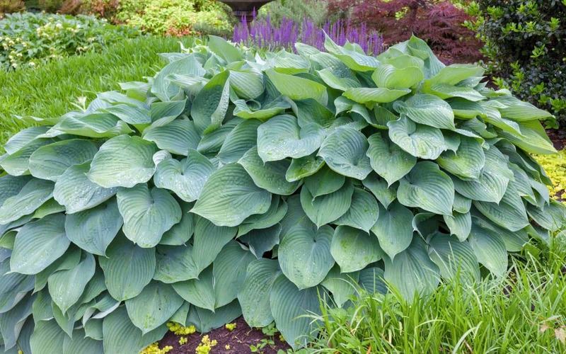 Hosta