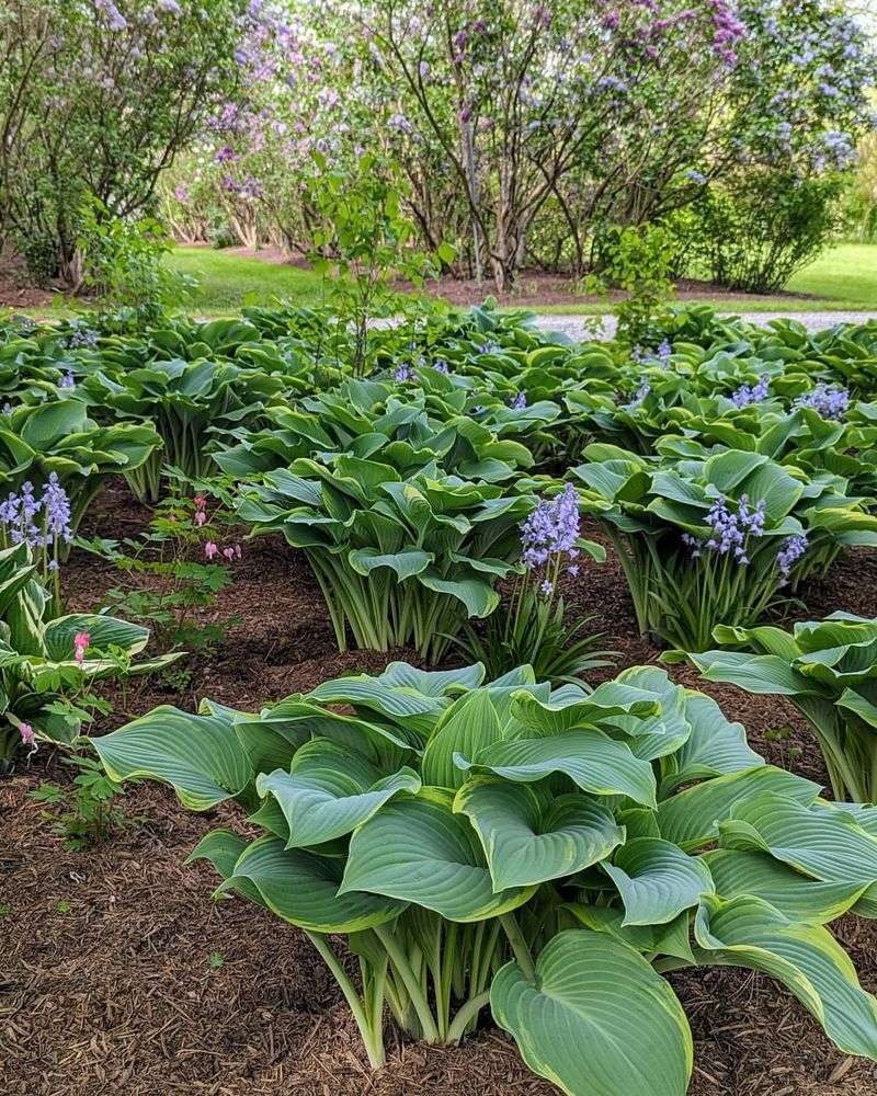 Hosta