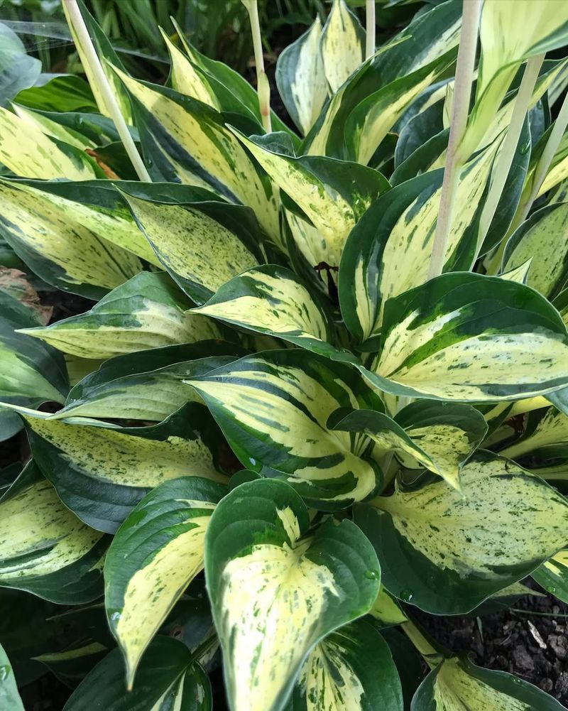 Hosta