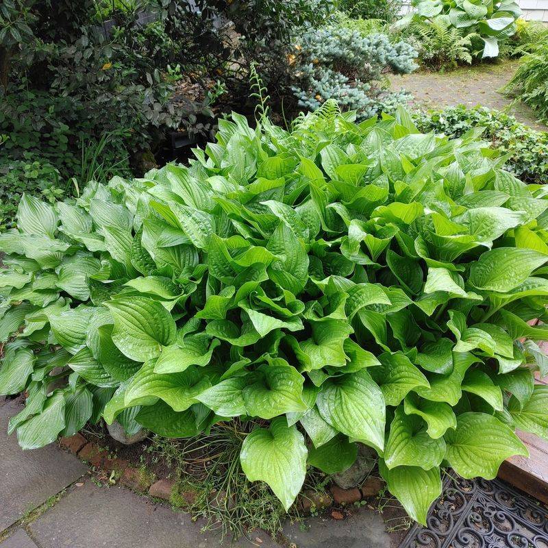 Hosta