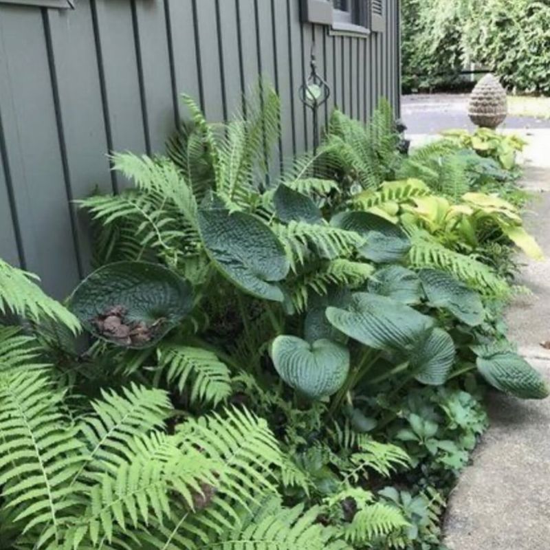 Hosta & Fern