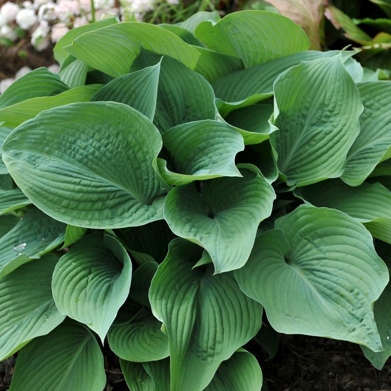 Hostas