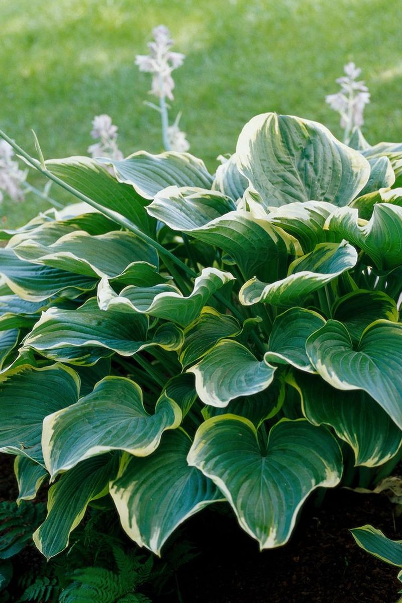 Hostas