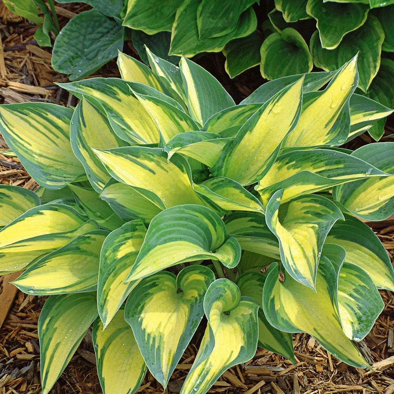 Hostas