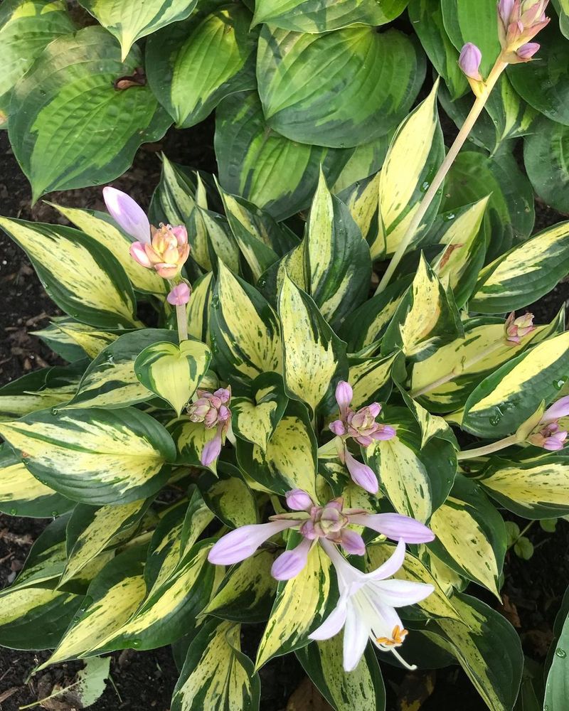 Hostas