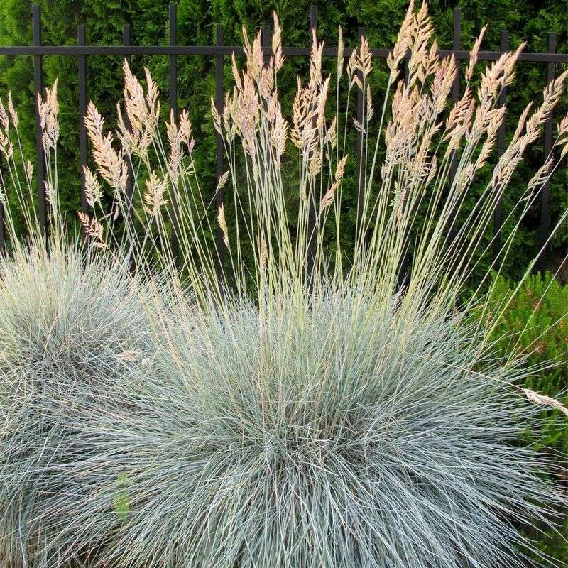 Ornamental Grasses (such as Blue Fescue)