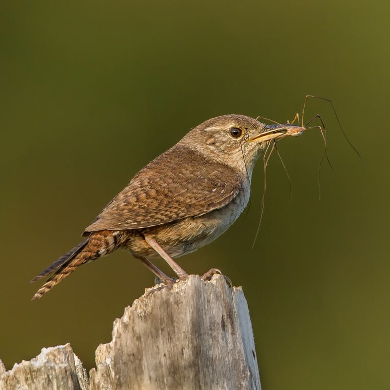 House Wren