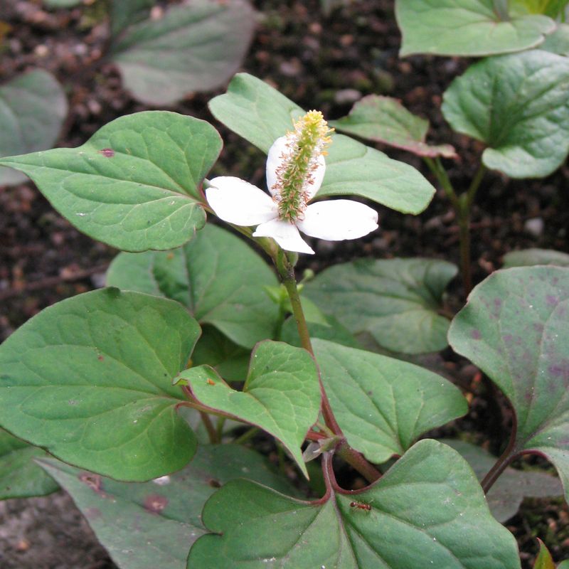 Houttuynia Cordata