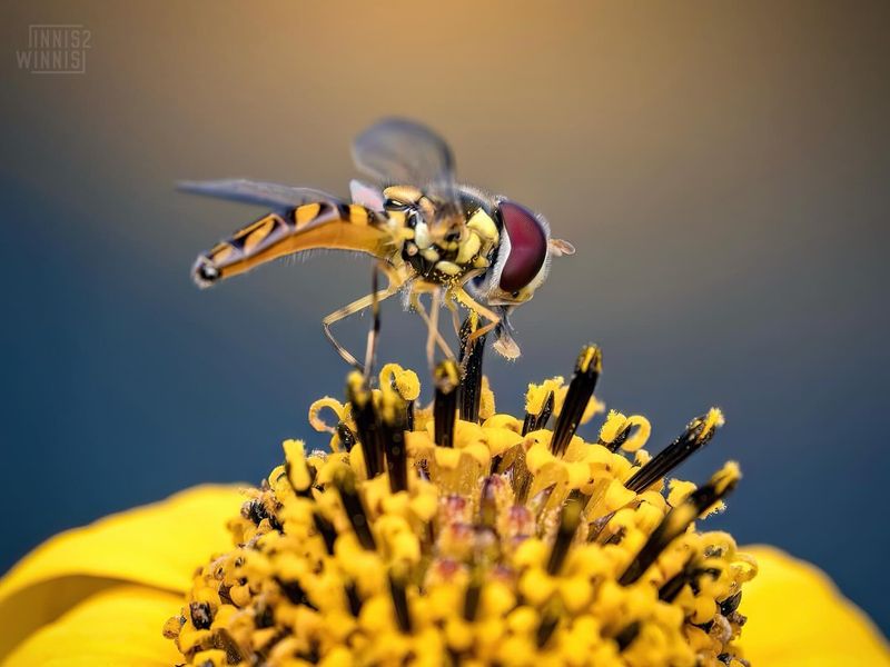 Hoverfly