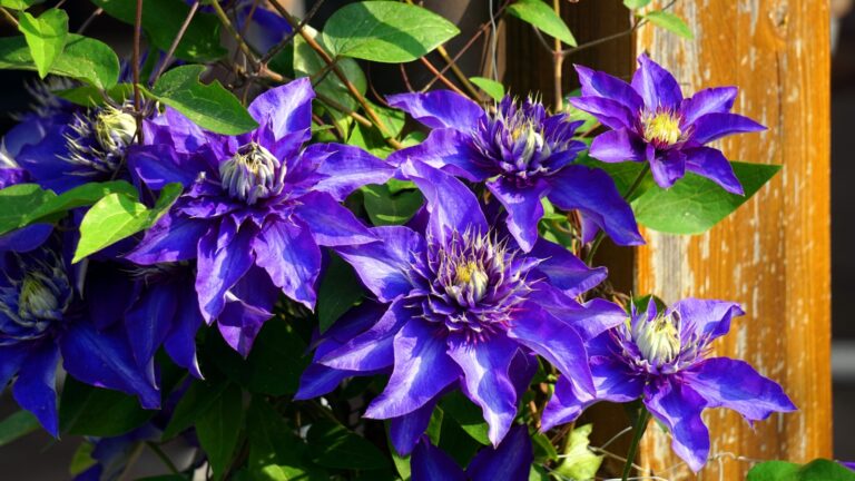 clematis plant in bloom