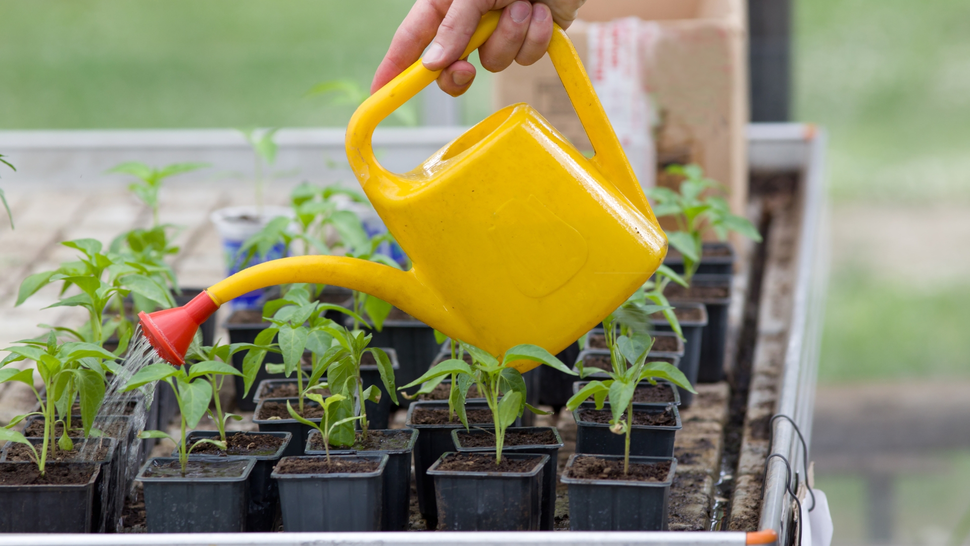 watering seedling in a pot