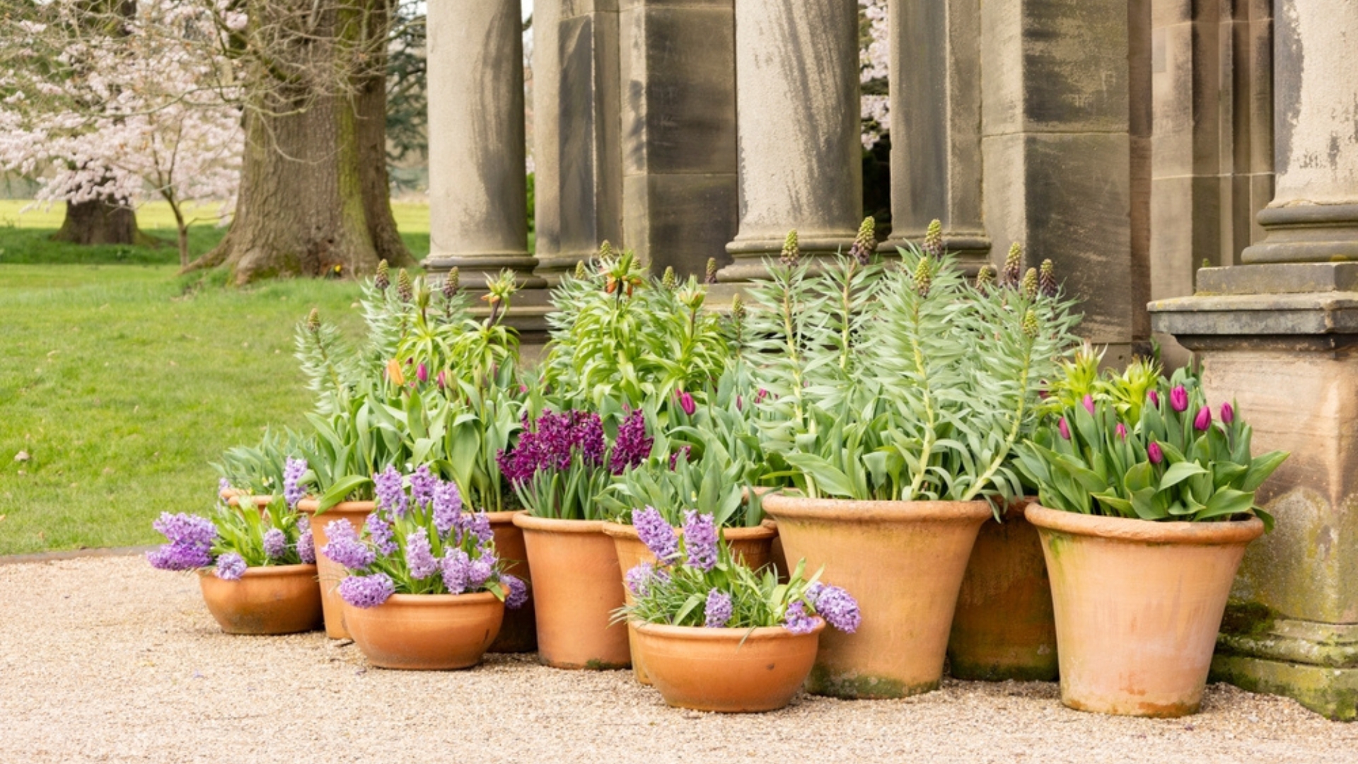 potted plant arrangement